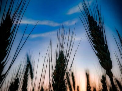 Búzamező naplementében, precíziós gazdálkodás és fenntartható mezőgazdaság támogatásával.