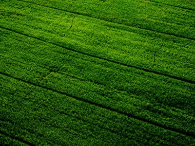 Zöld szántóföld precíziós gazdálkodási nyomvonalakkal, fenntartható növénytermesztés.
